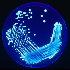 Batterio della Legionella in vitro